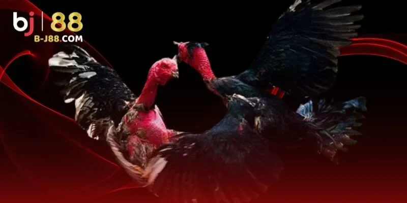 App đá gà trực tiếp là lựa chọn lý tưởng cho những kê thủ