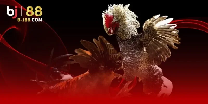 Câu hỏi thường gặp về BJ88 