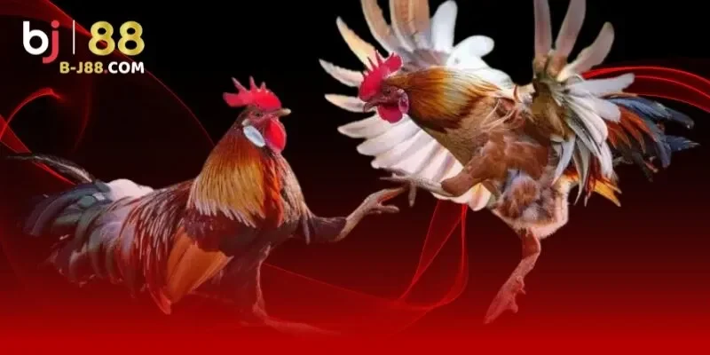 Cung cấp đa dạng kèo cược