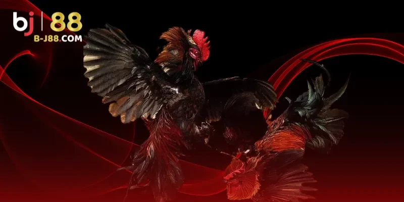 Đá gà AE888 mang đến đa dạng thể loại 