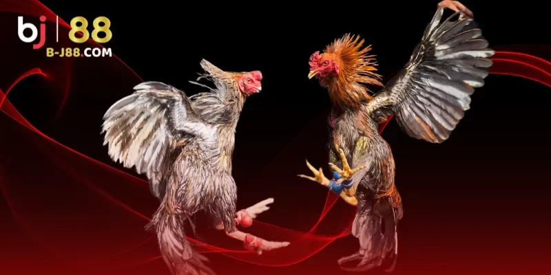 Đá gà AE888 với gà Peru