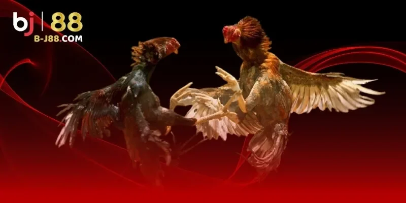 Đá gà BJ88 - Đấu trường sôi động dành cho kê thủ