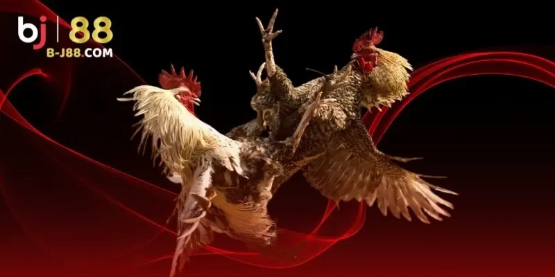 Đá gà Campuchia – Đẳng cấp quy mô lớn