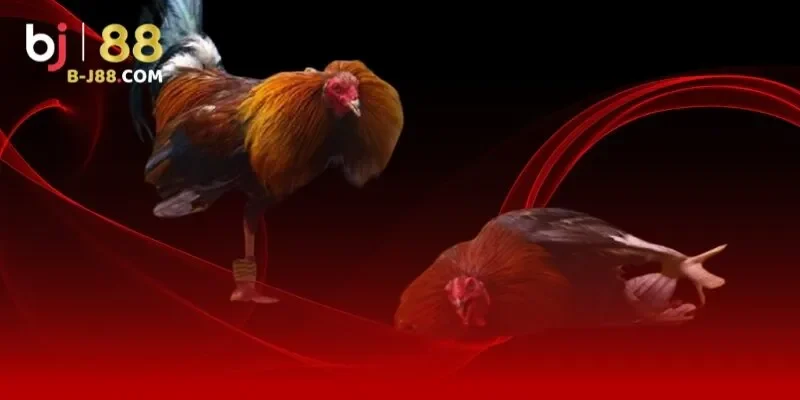 Khái quát chính sách miễn trừ trách nhiệm BJ88 