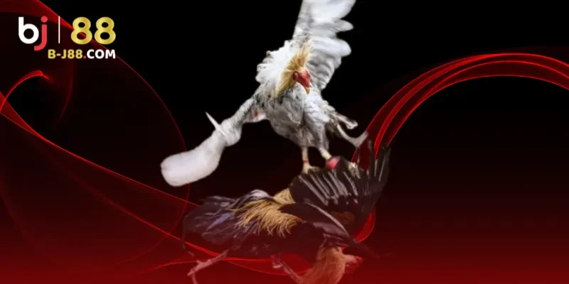 Kho trận đấu phong phú, cập nhật liên tục