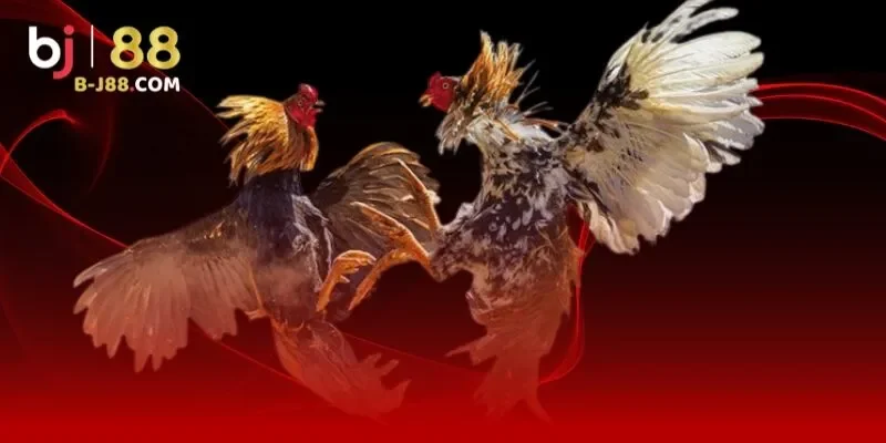 Một số thể loại đá gà nổi bật tại BJ88