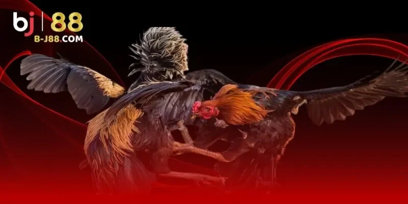 Nghĩa vụ của người chơi theo quy định miễn trừ trách nhiệm BJ88