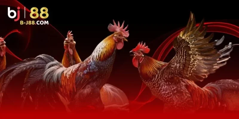 Trực tiếp từ các đấu trường đá gà đẳng cấp