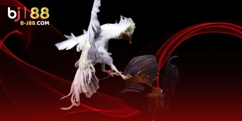 Truy cập nhanh chóng với app đá gà trực tiếp