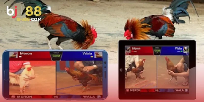 Tỷ lệ cược hấp dẫn, phù hợp nhiều phong cách chơi